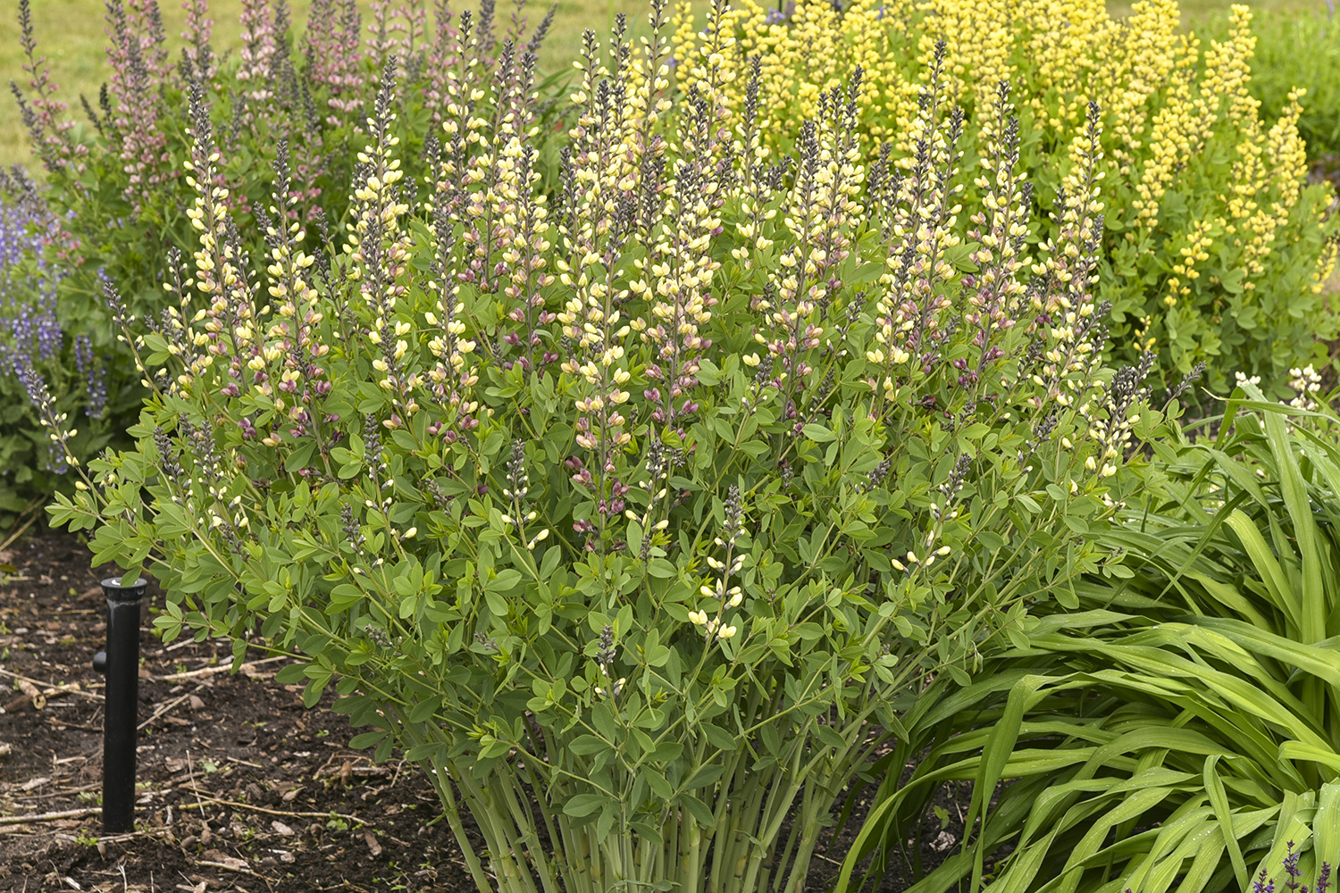 Baptisia